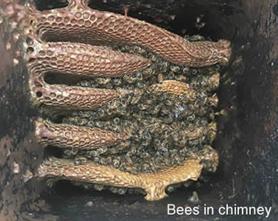 bees in-chimney