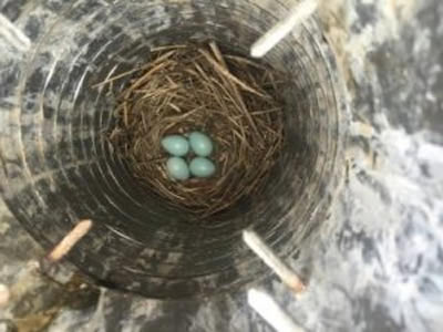 Birds nest in chimney